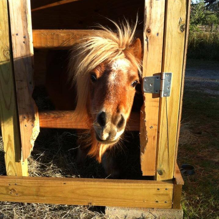 A brown pony with a light mane peeks out of a wooden shelter on a sunny day.
